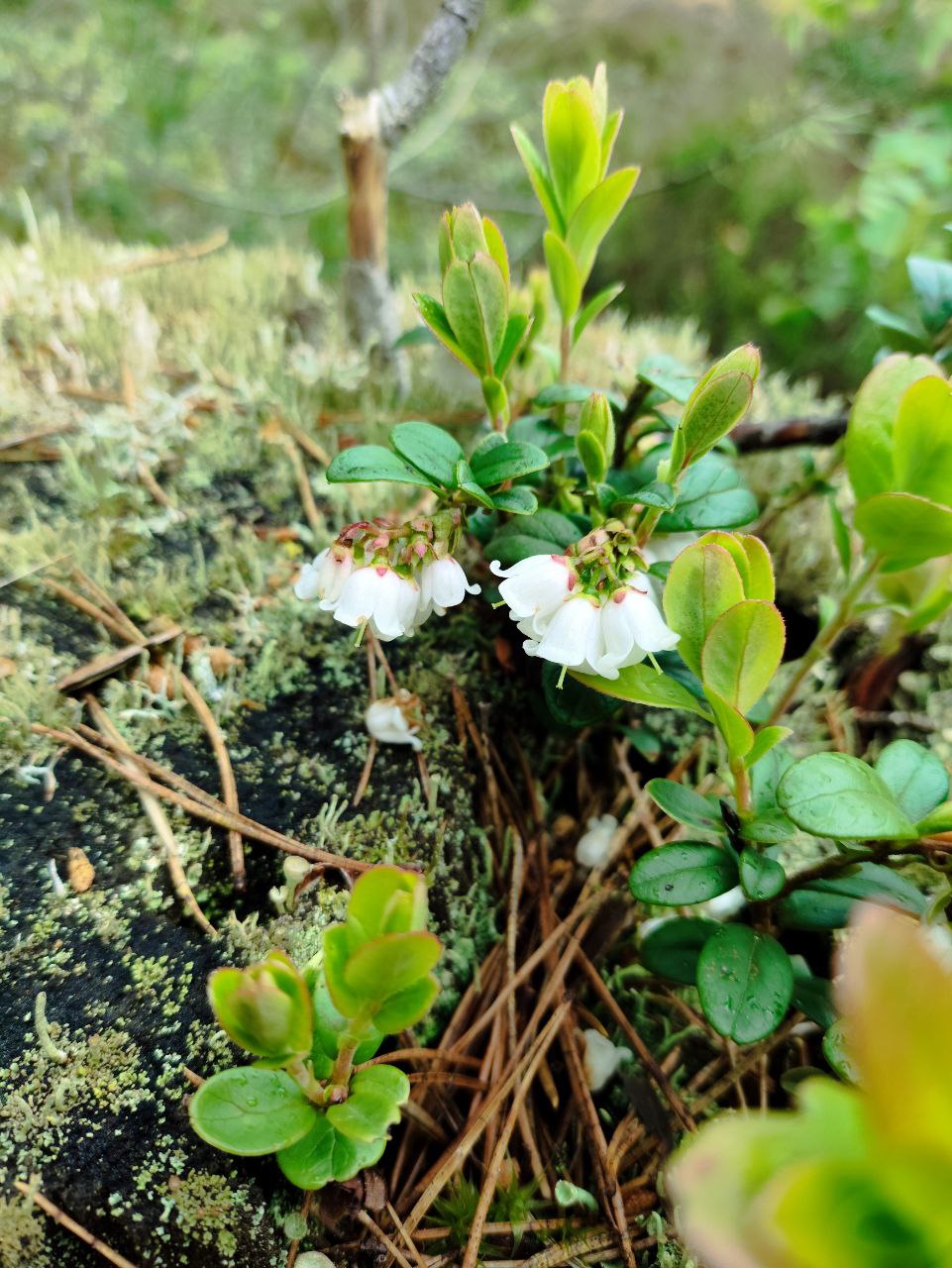 Фото экотропы 2