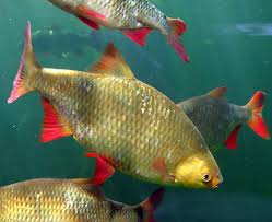 Краснопёрка